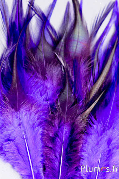 Coq flammé - 10-15 cm - aubergine
